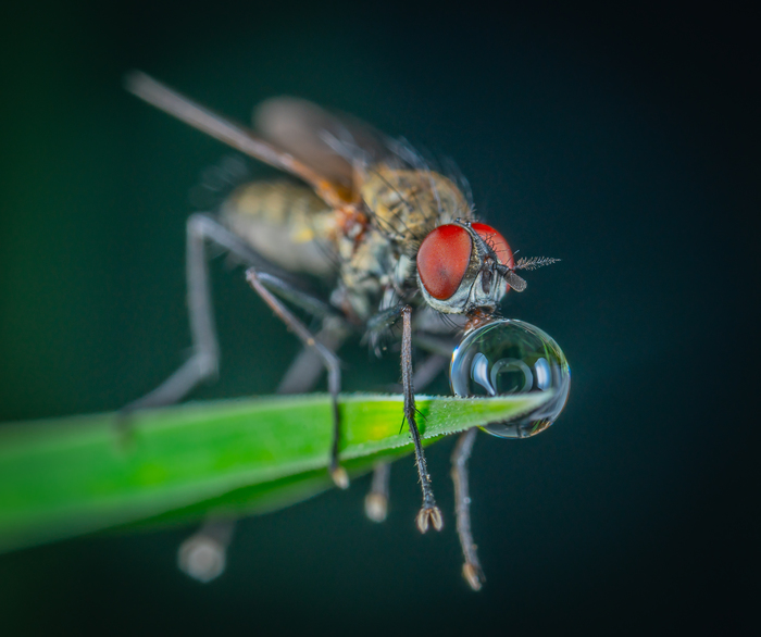 Image is nothing, thirst is everything! - My, Муха, Dipteran, Insects, Drops, Grass, Macro, Macrohunt, Mp-e 65 mm, Macro photography