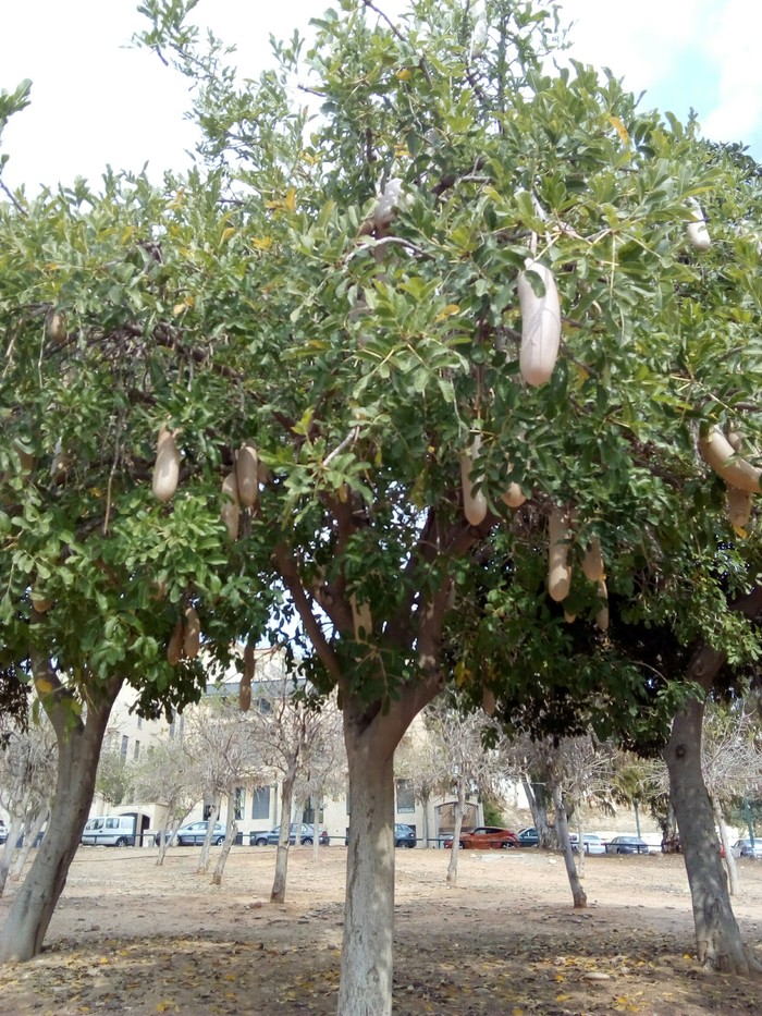 What kind of tree? - Israel, Longpost, Tel Aviv, tell, Want to know everything, Tree