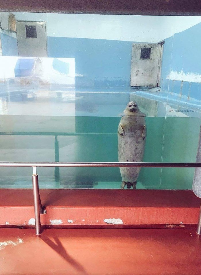 Did you bring? - Aquarium, Expectation, Fur seal, Seal, Mammals