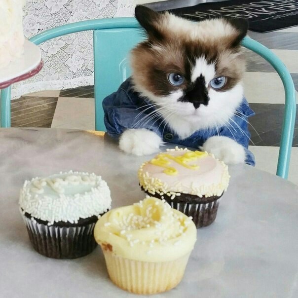 When you alone were given so many cupcakes :0 - cat, Cake