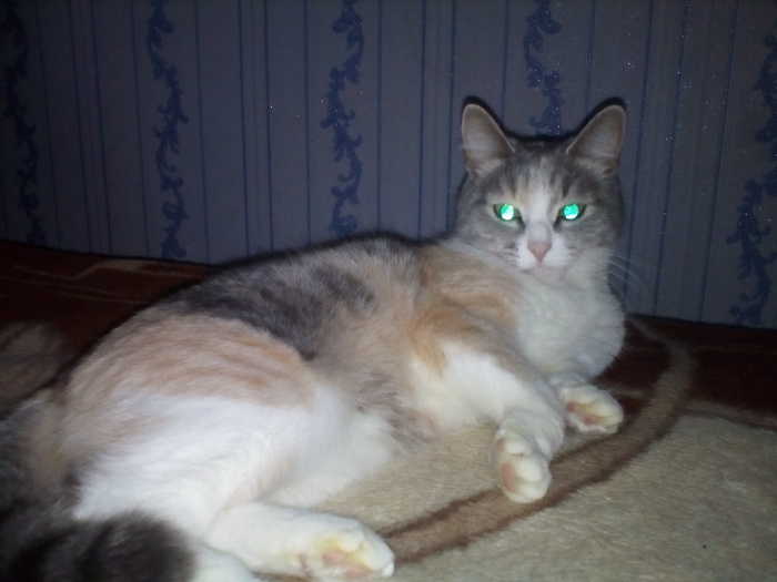 Asya's pet - My, cat, Milota, Pet, Catomafia, Pets