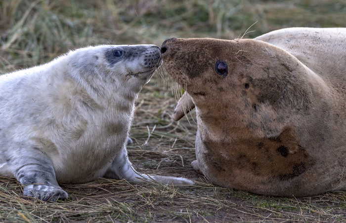 Photo - The photo, Animals, Seal