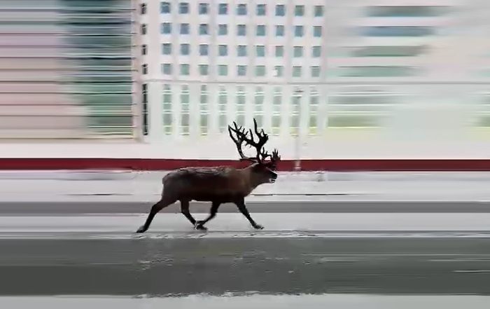 In Salekhard, an eyewitness filmed a deer running along one of the central streets - Yamal, YaNAO, , Deer, news, Deer