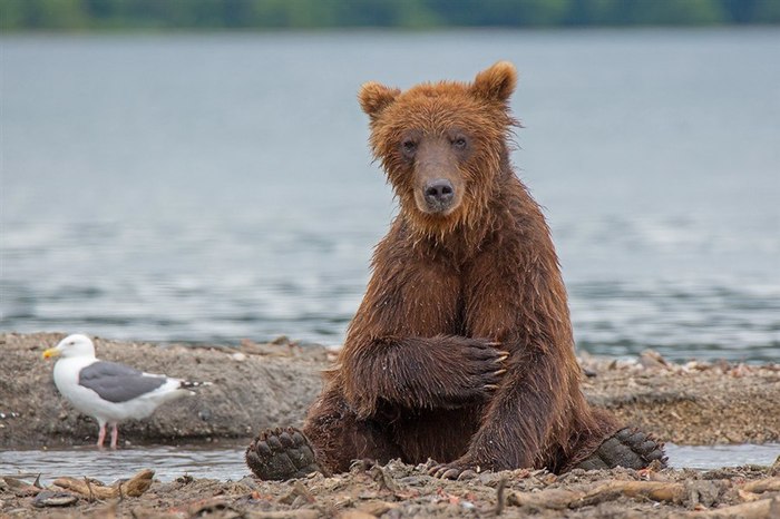 Thanks, got drunk - The Bears, The photo, Milota, Photographer Denis Budkov