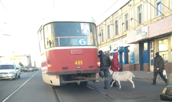 Agricultural country Ukraine! With a goat in the tram! - My, Tram, Пассажиры, Goat, Gorelectrotrans, Longpost