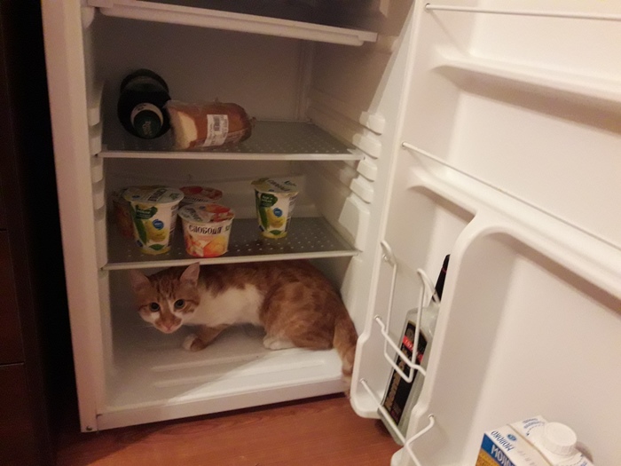 Refrigerator of a typical medic - The medicine, cat, Refrigerator