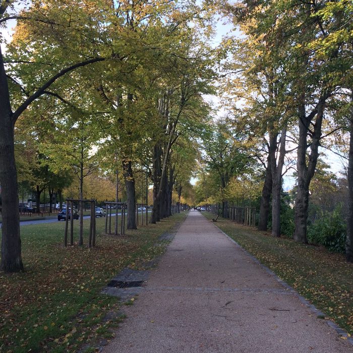 Switching to autumn mode - My, Alley, Autumn, Leaves, Fog, Longpost