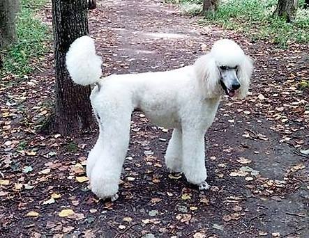 Muscovites, haven't you seen it? - The dog is missing, Poodle, Moscow, Dog, No rating