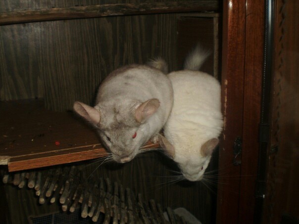 There are never too many chinchillas:3 - My, Chinchilla, Animals, Rodents, Longpost