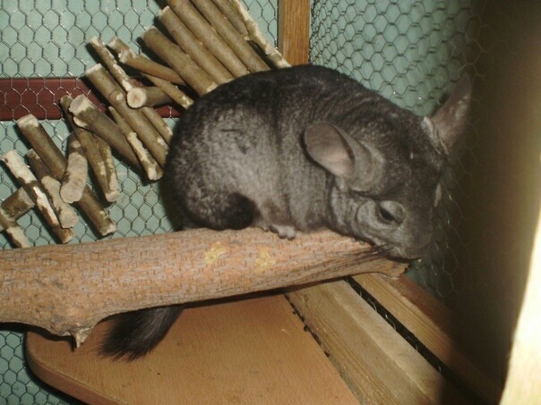 There are never too many chinchillas:3 - My, Chinchilla, Animals, Rodents, Longpost