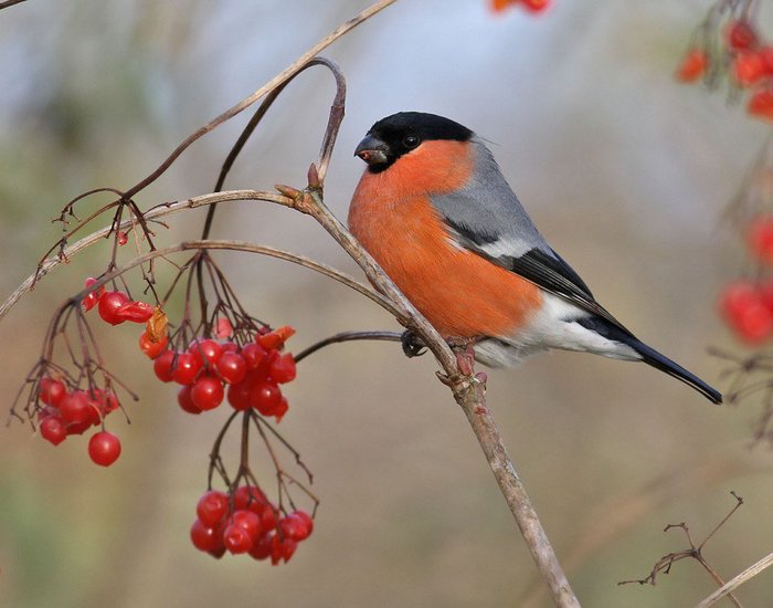 Bullfinch - Little Bird, Bullfinches, Images