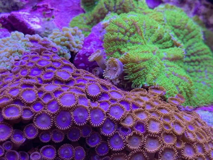 The beauty of a soft reef - My, Aquarium, Marine Aquarium, Aquarium, Coral, The photo