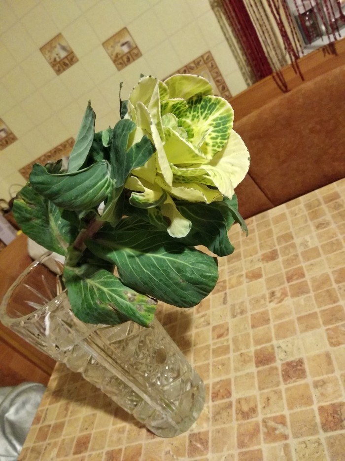 Romantic? - My, decorative cabbage, Romance, Surprise, Longpost