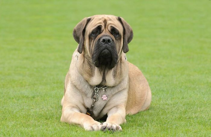 About dog breeds №68. - Dog, Dog breeds, Mastiff, , Longpost