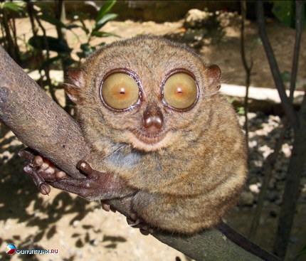 A ghost tarsier. - Animals, Text, Images