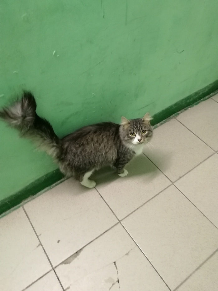 Help the cat find a home. Novosibirsk. - My, cat, Lost, Help, Longpost, Novosibirsk, In good hands, No rating, Helping animals