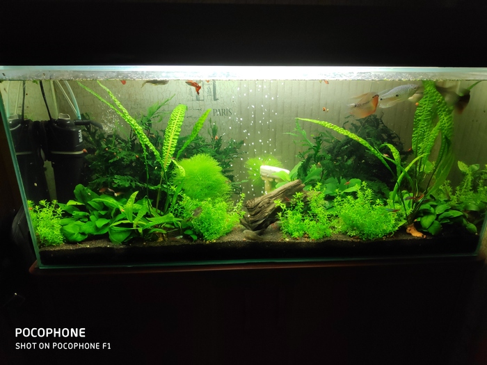 My aquarium 3 years of stability - My, Aquarium, Aquarium fish