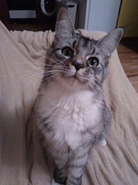 Кошка Мейн-Кун Мейн-кун, Кот, Котомафия, Животные, Длиннопост