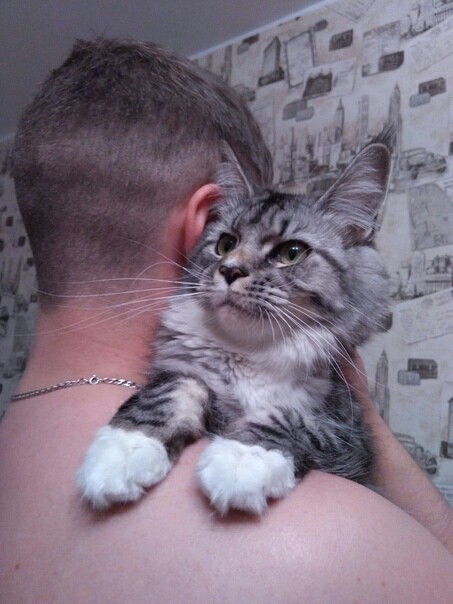 Кошка Мейн-Кун Мейн-кун, Кот, Котомафия, Животные, Длиннопост