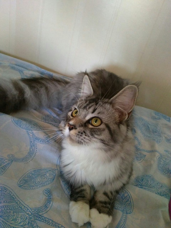 Кошка Мейн-Кун Мейн-кун, Кот, Котомафия, Животные, Длиннопост