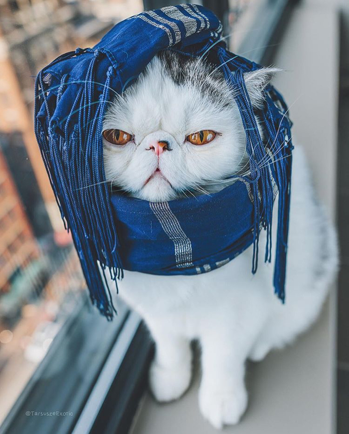 cold, however - cat, Cold, Scarf