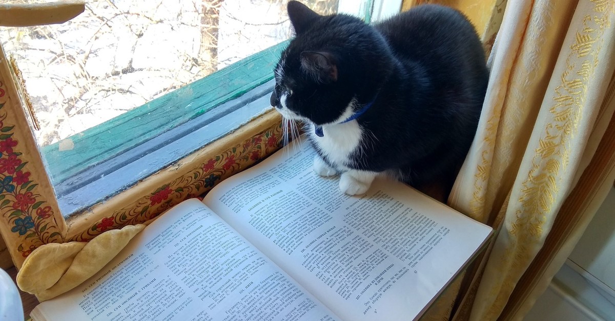 Книги ученый кот. Кот ученый. Кот ученый фото. Кот учёный на окно. Рабочее место кота ученого.
