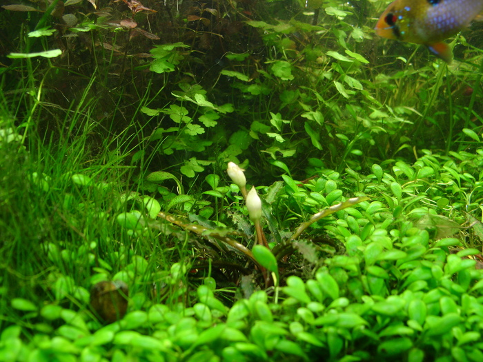 All good - Aquarium, My, Bucephalandra, Aquarium fish