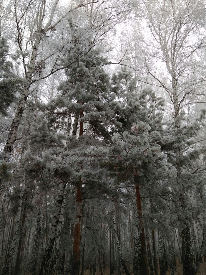 Winter's tale - Winter, My, Longpost, The photo, Forest, Snow