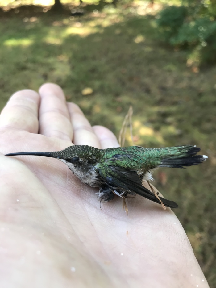 Better hummingbird in hand)) - My, Birds, Georgia, USA, Video, Longpost