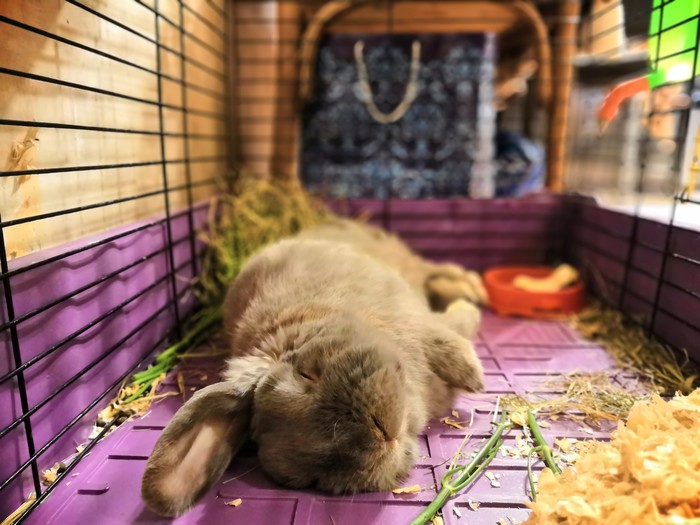 Just a little sleeping rabbit in the feed :3 - My, Rabbit, Dream, Fold-eared rabbit, Longpost