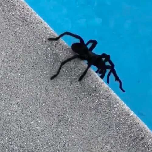 A huge tarantula has raided Nicole Kidman's house! - Spider, Insects, news, Events, Celebrities, Longpost