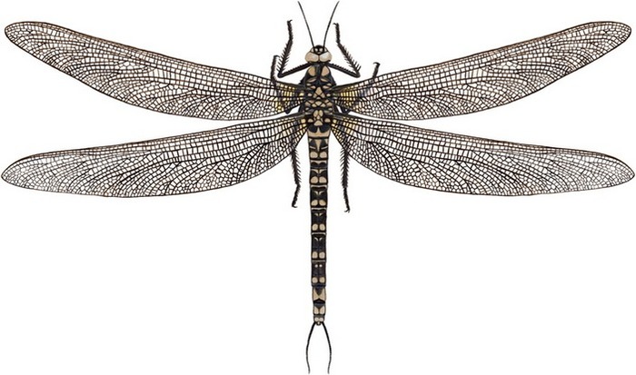 Giant carboniferous dragonflies - Paleontology, Insects, The science, Dragonfly, Paleozoic, , Copy-paste, Elementy ru, Longpost