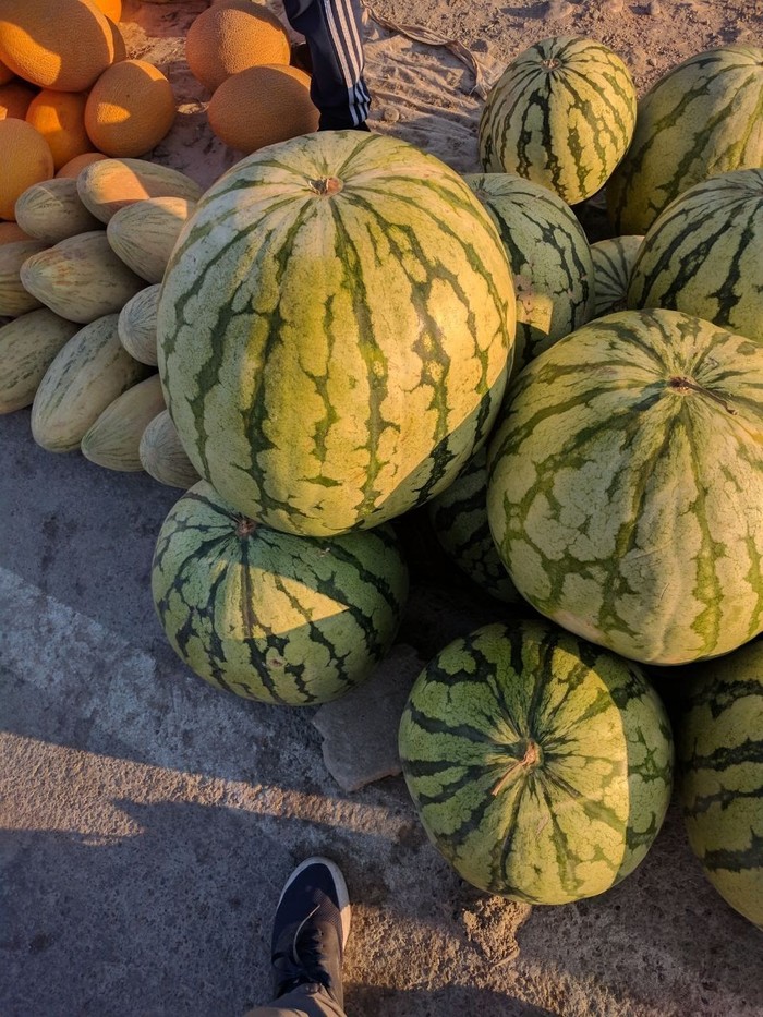 Watermelons in RK - Kazakhstan, Watermelon, Shymkent, Turkestan, Фрукты, My