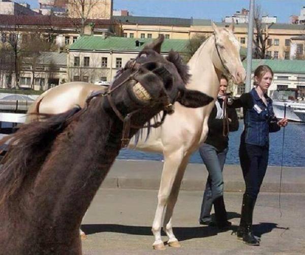 Selfie - Humor, Joke, Interesting, Funny, Images, Photoshop, Horses