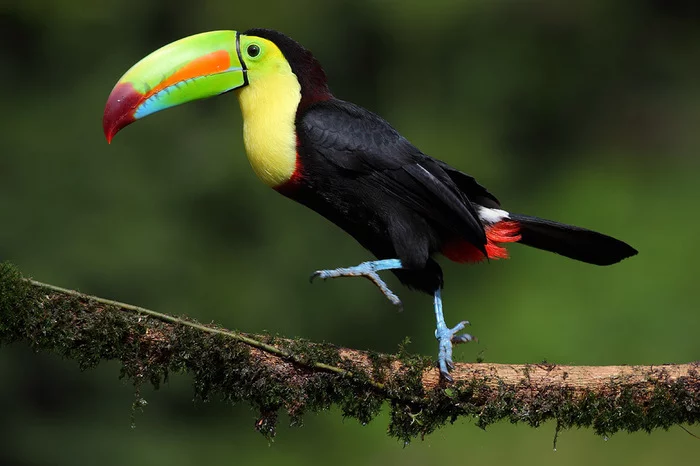 Toucan - Toucan, Birds, Brightness, , , Juiciness