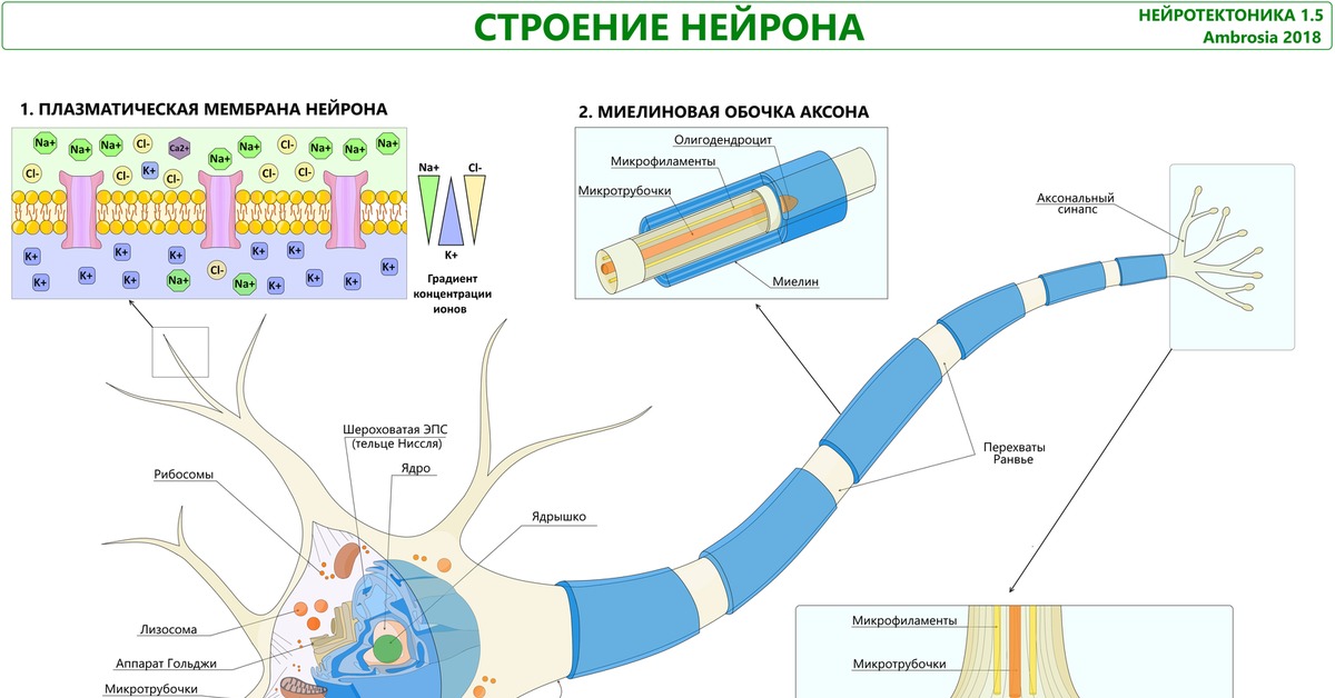 Аптека нейрон. Строение мембраны нейрона. Микротрубочки нейрона. Работа нейрона. Нейрон перехват Ранвье.