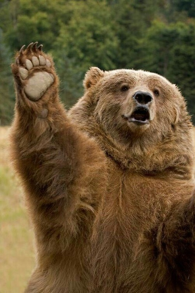 Hello! - The Bears, The photo