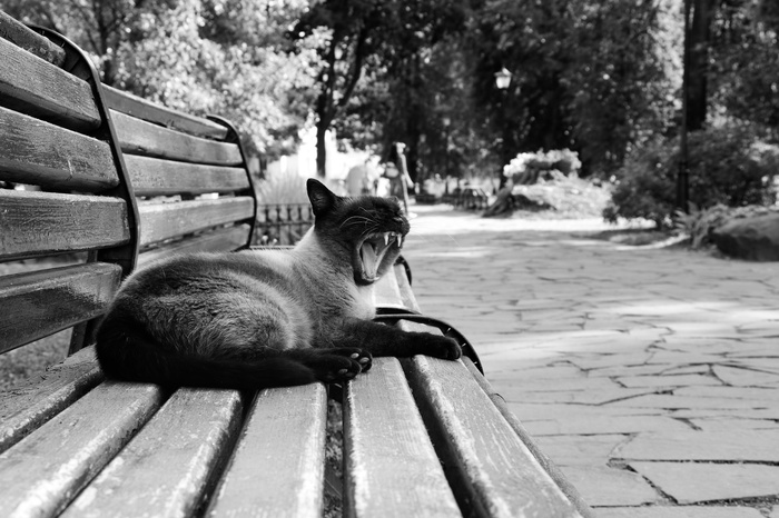 Meaaaaaaa... - My, cat, Yawn, Animals, Meow, Summer, Suzdal