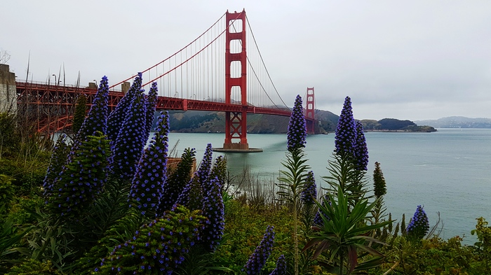 A selection of photos from a sailor-pikabushnika - My, The photo, Sea, Longpost, Golden Gate, San Francisco, Golden Gate Bridge, Tokyo, Mediterranean Sea, Suez canal, Newcastle
