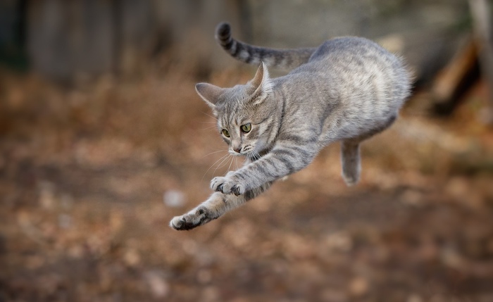 Oops ... - cat, Hunting, Bounce, Milota, Animals, Moment