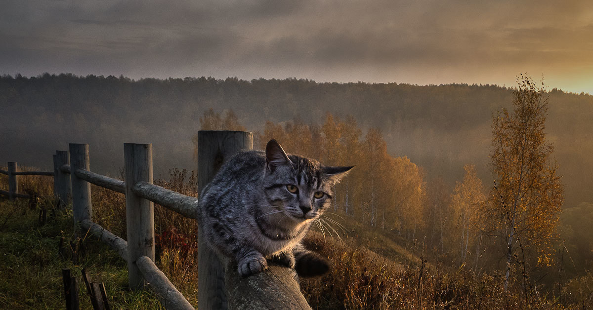 Сумерки коты