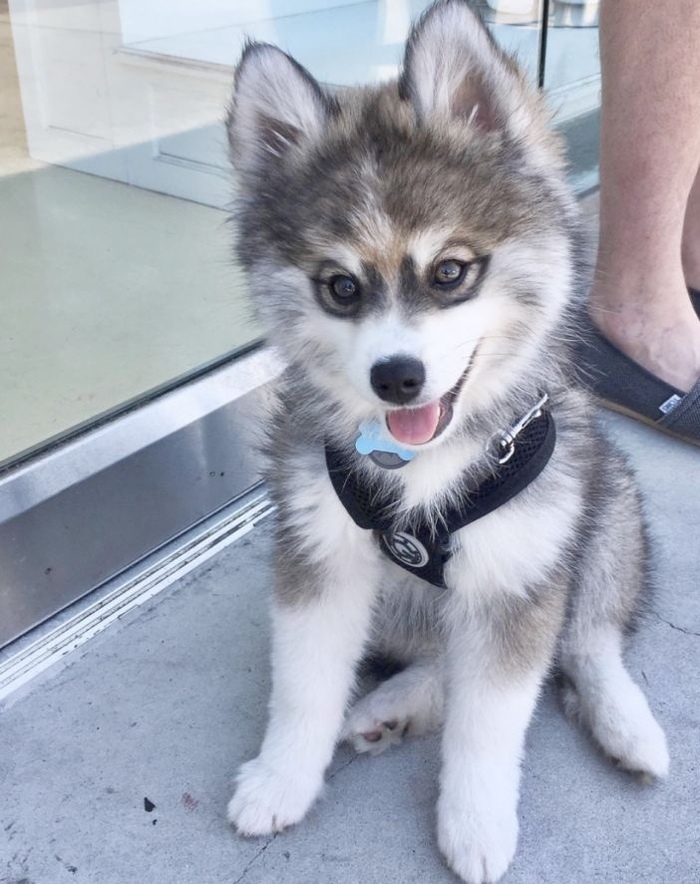 Pomsky is a hybrid of Pomeranian and Husky. - Milota, Dog, pomsky, Longpost