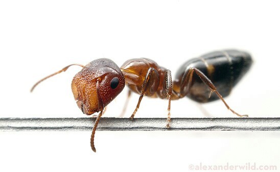 Ants plugs - Ants, Insects, Interesting, Longpost, , Informative