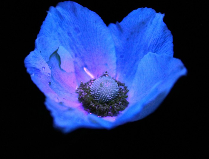 A little play with light - My, Light, Nature, Night, Flowers, Play of light