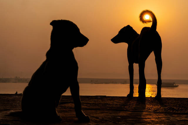 Sunset with dogs - Dog, Sunset, The photo