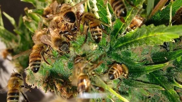 Wrong bees - Bees, Heads, Hemp, Magic pollen