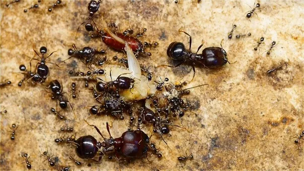 Ants tanks - Ants, Insects, , Interesting, Informative, GIF, Longpost