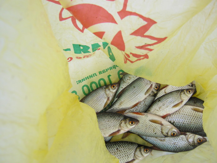 Catching roach on the lake. Poplar Altai Territory - My, Fishing, Roach, , Video, Longpost