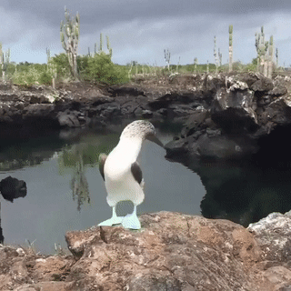 An Important Bird - Birds, Flippers, Water, GIF, Blue-footed booby