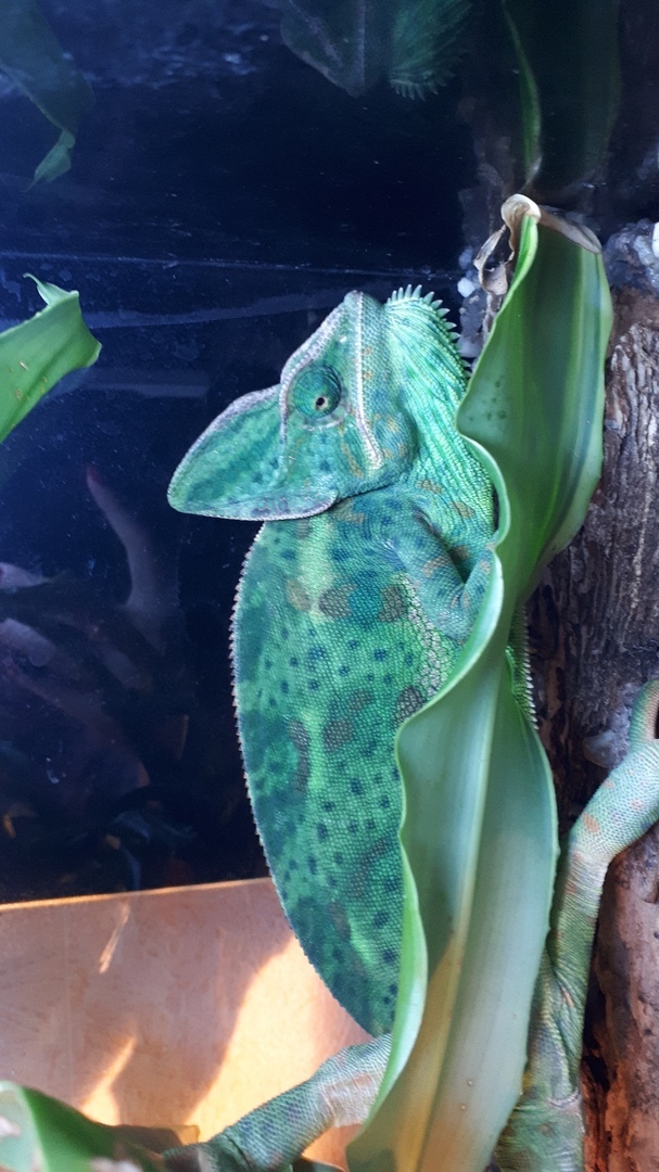 home chameleon - Chameleon, My, Reptiles at home